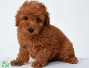 狗狗可以吃青棗嗎？狗狗能不能吃青棗？