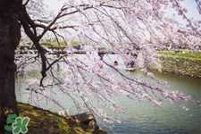 倒春寒是一種什么冷？倒春寒為什么會(huì)冷？