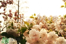 倒春寒是一種什么冷？倒春寒為什么會(huì)冷？