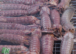 皮皮蝦能冷凍保存嗎？皮皮蝦冷凍還是冷藏？