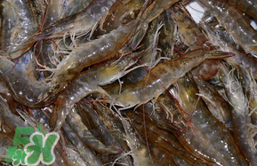 活基圍蝦怎么保存？活基圍蝦怎么處理干凈？