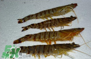 活基圍蝦怎么保存？活基圍蝦怎么處理干凈？