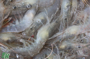 活蝦為什么要灌膠水？活蝦灌膠水有什么用？