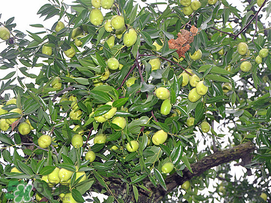 感冒可以吃青棗嗎？感冒能吃青棗嗎？