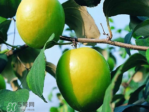 青棗吃多了會(huì)胖嗎？吃青棗會(huì)不會(huì)發(fā)胖？