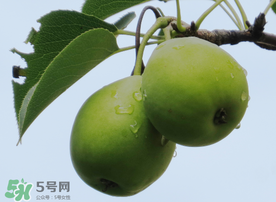 吃青棗可以減肥嗎？減肥可以吃青棗嗎？