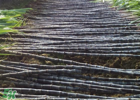 一根甘蔗熱量大概多少？吃一根甘蔗會胖嗎？