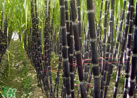 一根甘蔗熱量大概多少？吃一根甘蔗會胖嗎？