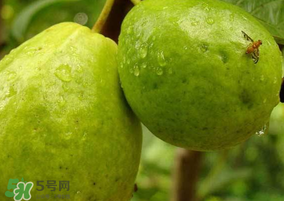 一斤青棗的熱量是多少？吃一斤青棗會(huì)胖嗎？