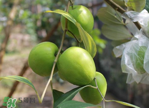 一斤青棗的熱量是多少？吃一斤青棗會(huì)胖嗎？