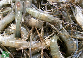 青蝦變黑了還能吃嗎？青蝦為什么變黑？