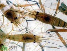 青蝦變黑了還能吃嗎？青蝦為什么變黑？