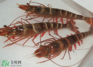 活蝦為什么要灌膠水？活蝦灌膠水有什么用？