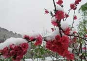 春天下雪意味著什么？春天為什么會(huì)下雪？