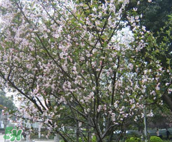 春天為什么會(huì)突然降溫？春天為什么會(huì)突然變冷？