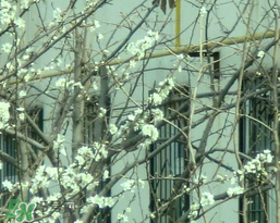 春天為什么會(huì)突然降溫？春天為什么會(huì)突然變冷？