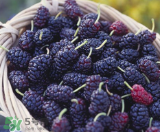 吃桑葚會(huì)過(guò)敏嗎 桑葚過(guò)敏怎么辦