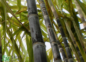 甘蔗有點(diǎn)酸味還能吃嗎？甘蔗吃起來為什有酸味？