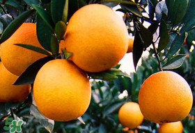 橙子有點爛了還能吃嗎？橙子有一點爛了還能吃嗎？