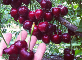 車厘子有點爛能吃嗎？有點爛的車厘子能吃嗎？