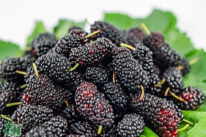 吃桑葚會(huì)過(guò)敏嗎 桑葚過(guò)敏怎么辦