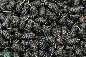 吃桑葚會(huì)過(guò)敏嗎 桑葚過(guò)敏怎么辦