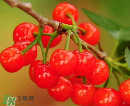 櫻桃多少錢一斤？櫻桃多少錢一斤2017？