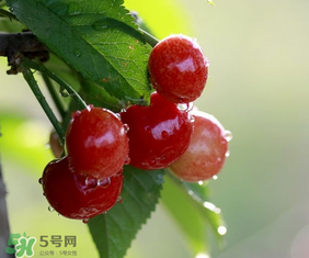 櫻桃多少錢一斤？櫻桃多少錢一斤2017？