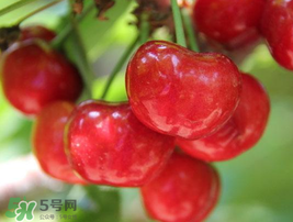 櫻桃有點(diǎn)苦怎么回事？櫻桃有點(diǎn)苦可以吃嗎？