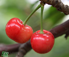 櫻桃有點(diǎn)苦怎么回事？櫻桃有點(diǎn)苦可以吃嗎？