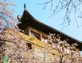 2017年武大櫻花怎么預(yù)約？2017年武大櫻花預(yù)約網(wǎng)址