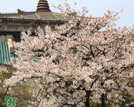 2017武大櫻花要門票嗎？2017武大櫻花門票多少錢？