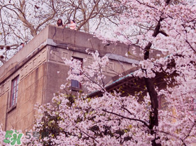 2017武大櫻花要門票嗎？2017武大櫻花門票多少錢？