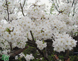 2017武大櫻花要門票嗎？2017武大櫻花門票多少錢？