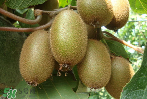 獼猴桃里面的黃芯可以吃嗎？獼猴桃里面變黃了能吃嗎？