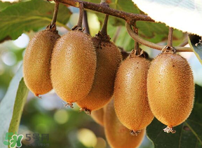 獼猴桃中間白色的能吃嗎？獼猴桃中間的白心可以吃嗎？