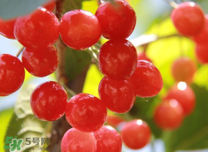 櫻桃批發(fā)價多少錢一斤？2017櫻桃批發(fā)價多少？