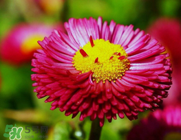 3月份開什么花？3月份開的花有哪些？