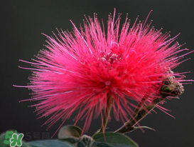 3月份開什么花？3月份開的花有哪些？