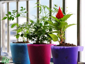 3月份適合種什么花？3月份種什么花？