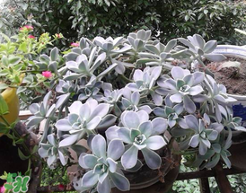 3月份適合種什么花？3月份種什么花？