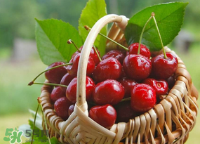 櫻桃發(fā)霉還能吃嗎？櫻桃長霉還能吃嗎？