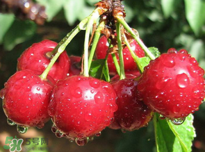 櫻桃發(fā)霉還能吃嗎？櫻桃長霉還能吃嗎？