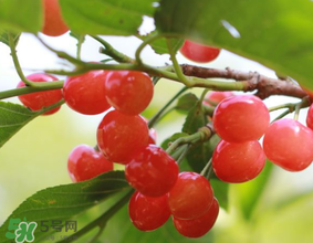 櫻桃發(fā)霉還能吃嗎？櫻桃長霉還能吃嗎？