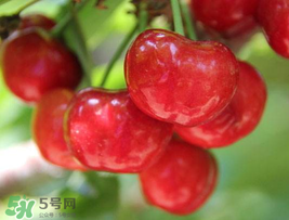 櫻桃為什么這樣紅？櫻桃為什么是紅色？