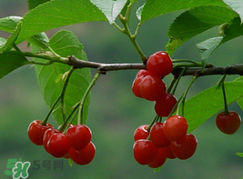 櫻桃為什么這樣紅？櫻桃為什么是紅色？