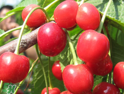 櫻桃為什么有一股藥味？櫻桃有藥味怎么辦？