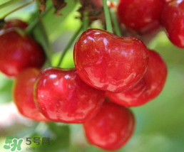 櫻桃為什么有一股藥味？櫻桃有藥味怎么辦？