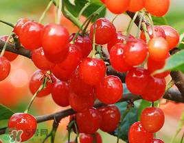 櫻桃一天吃多少合適？櫻桃一天最多吃多少？