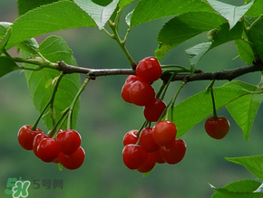 櫻桃一天吃多少合適？櫻桃一天最多吃多少？